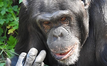 Chimpanzee photograph